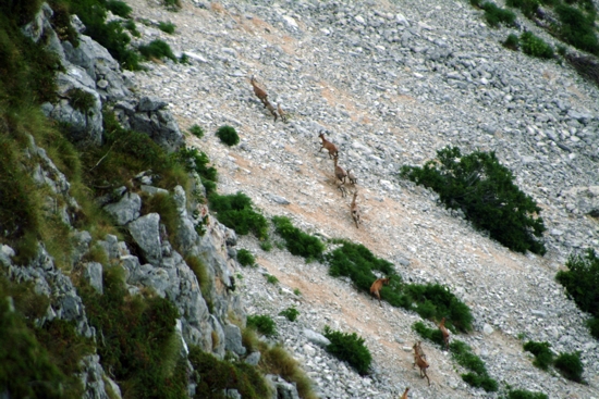 Camoscio d''Abruzzo Rupicapra pyrenaica ornata